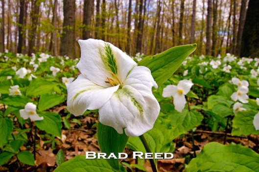 “Still Looking Up” — Brad Reed This was the first time I experienced being able to stand in a seemingly endless field of trilliums. It was magical. Even with the frosty nights the last few weeks, this trillium is still looking up. F14 at 1/100, ISO 400, 18-50mm lens at 18mm 