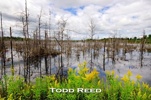 “Dead or Alive” — Todd Reed In my mind’s eye, the scene in front of me at this flooded old shale quarry west of Alpena, Michigan is most incongruous. Dead and dying trees appear almost colorless while brilliant yellow goldenrod along the water’s edge thrives. I spend a long time fitting these two subjects together to make an image that I find oddly and artistically harmonious. F22 at 1/30, ISO 100, 14-24mm lens at 16mm