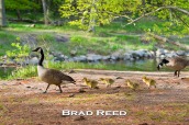 It’s comical to watch geese trying to walk on land, especially when they are only a few days old. This particular group of goslings seemed to be quite fond of the game leapfrog. As they passed by my camera, they clumsily hopped over each other while trying to keep up with the rest of the family.