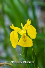 After spotting and making an image of a dozen yellow iris flowers blooming in a marshy area on the Island Trail, I followed one of our main teaching concepts and moved “twice as close” and “twice as close again” and began looking for a stronger, simpler image that would reveal the true beauty and detail of the yellow iris. I liked this image better than the first shot, which failed to make the final edit of my images to be considered for this book.