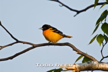 O.K. It’s really a Baltimore Oriole. But since it was residing in Ludington State Park, and since my three sons and I were Ludington Orioles during high school, I have taken some editorial license. The colorful songbird had probably recently returned from the south when I came upon him in mid-May on the Island Trail.