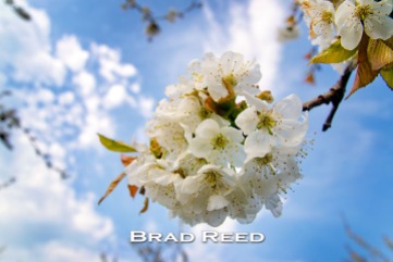 “Sweet Cherry Blossom” — Brad Reed Using my wide-angle macro lens, I was able to get underneath this beautiful sweet cherry blossom and shoot straight up in the air. This allowed me to have a clean simple background with the clouds, blue sky, and just the tips of a few other blossoms in the distance. I set my exposure manually for the sky and then used my fill flash to brighten the blossoms. F5.6 at 1/250, ISO 100, 18-50mm lens at 18mm