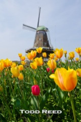 “Holland Icons” — Todd Reed Tulips and the 250-year-old DeZwaan Windmill are longstanding symbols of Holland’s Dutch heritage and the famous Holland Tulip Festival. I placed my wide-angle lens amidst the tulips to make them stand out. The historic windmill, undergoing renovations for this year’s festival, becomes a secondary yet highly visible subject. F7.1 at 1/500, ISO 100, 14-24mm lens at 24mm