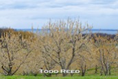 A Michigan fruit grower has probably invested a small fortune in planting and caring for this orchard, hoping it will yield dividends this year and for many years to come. My dividend today is being able to see, appreciate, and photograph these trees planted on a ridge overlooking Grand Traverse Bay. F22 at 1/80, ISO 800, 80-200mm lens at 120mm