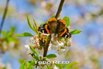 Red admiral butterflies have been invading Northern Michigan this spring. This is one of dozens taking a liking today to an orchard on the Leelanau Peninsula. Butterflies are small and so my challenge is to find one willing to sit still on a blossom long enough for me to get close and in just the right position to make a good shot. F11 at 1/160, ISO 100, 80-200mm lens at 200mm