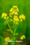 Wild mustard grass grows all over Michigan and is one of our favorite “added ingredients” in our photographs. Today I wanted it to be the “special of the day,” so I got in close and isolated one plant that looked particularly beautiful. F2.8 at 1/500, ISO 800, 18-50mm lens at 44mm