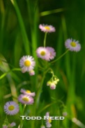 As I am walking along the marshy shore of Lincoln Lake at Epworth Heights, I notice how some pink daisies are catching the light as they sway in a gentle breeze. I work hard to time my exposure to a moment when several of the daises are sunlit. F5 at 1/400, ISO 200, 300mm lens at 300mm