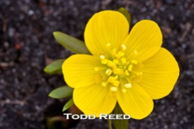 Brad and I are both searching for flowers today. The unseasonably sunny weather is sure to have brought them out. He finds some right away. It takes me a couple hours. This tiny gem—less than an inch in diameter—is among dozens of winter aconite flowers blooming today in front of a Ludington vacation home close to Lake Michigan. F22.0 at 1/4, ISO 100, 105 mm lens at 105 mm