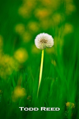 Viewing the world through a telephoto lens with a wide aperture creates an impressionistic view of dandelions and one sharp standout.