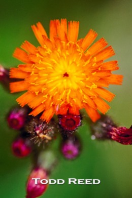 The nature trails at West Shore Community College abound with outdoor photography subjects. This orange hawkweed stood out along the shore of a pond on the picturesque campus.