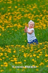 One-year-old Caly Eisenlohr stands out beautifully in a sea of dandelions. I was making an image of an orchard and the dandelions in full bloom along Pere Marquette Highway when Caly’s parents, Jerrod and Tara, decided this was the perfect setting for them to take pictures of Caly and her three-year-old brother Owen. F4 at 1/320, ISO 400, 500mm lens at 500mm