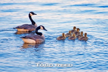 Parents escort a squadron of Canada geese goslings on an evening voyage across Pere Marquette Lake. Perhaps the youngsters are practicing the precision V-formations they will be part of when they learn to fly. F2.8 at 1/500, ISO 100, 80-200 mm at 200 mm